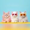 threekoolkatz